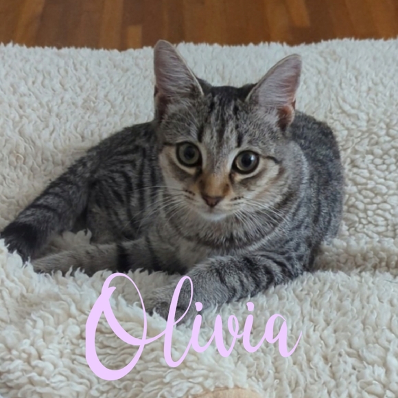 Meet your Posher, Purrmikitty - Picture 15 of 17